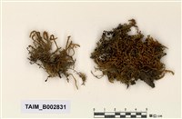 藏品(灰苔屬)的圖片